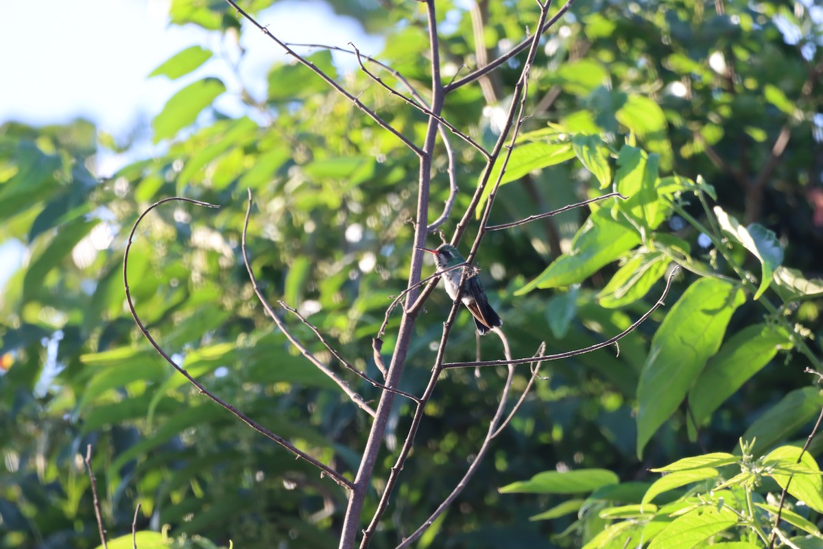 Glittering-bellied Emerald - ML645941218