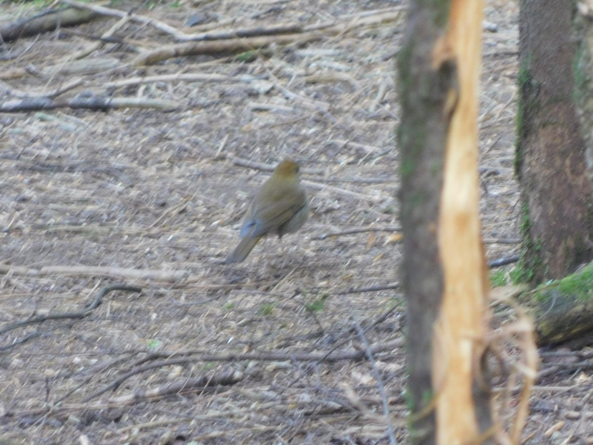 Russet Nightingale-Thrush - ML645941221