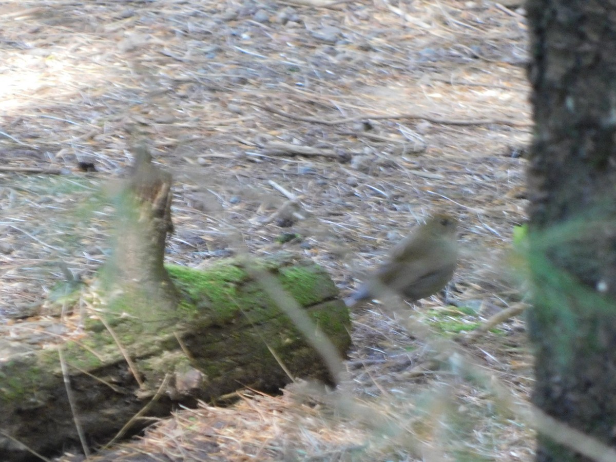 Russet Nightingale-Thrush - ML645941222