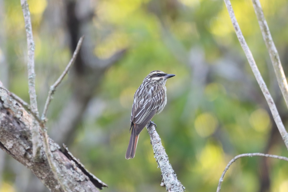 Streaked Flycatcher - ML645941223