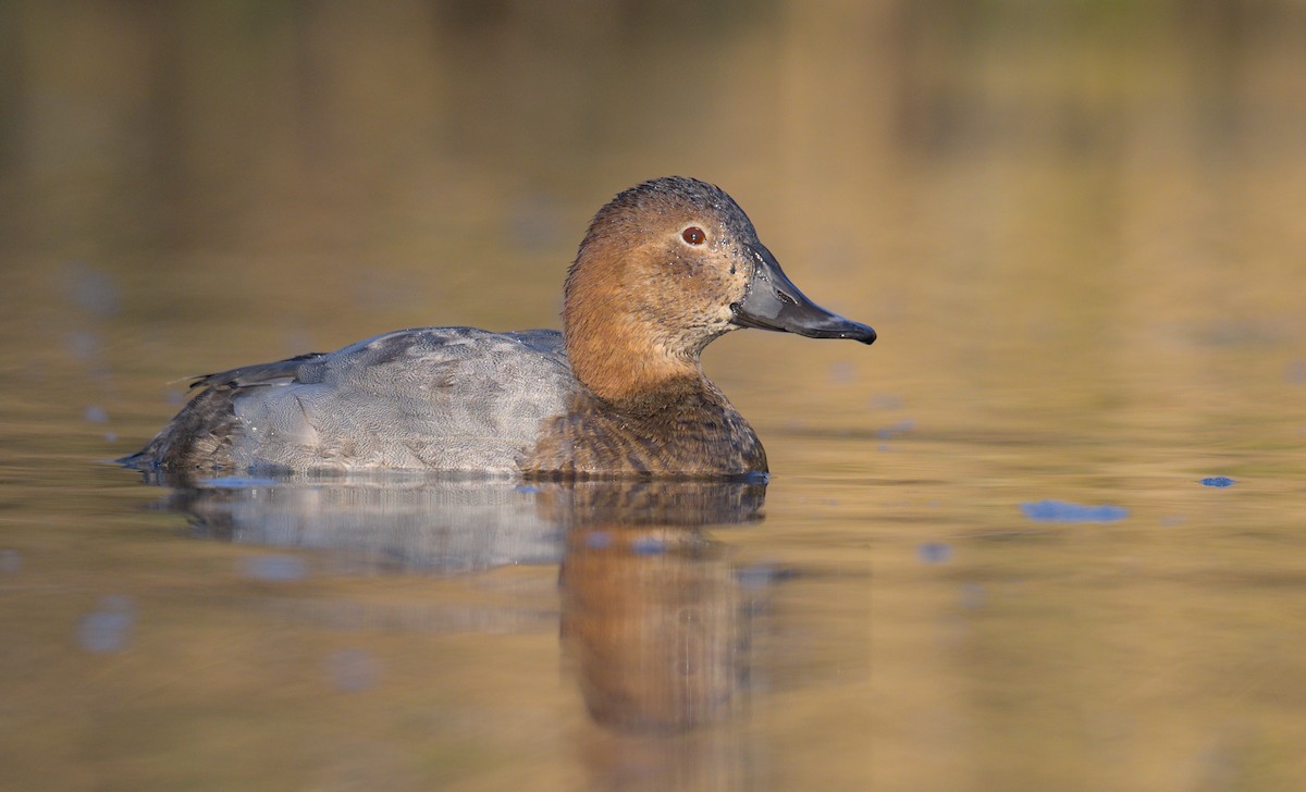 Common Pochard - ML645941224
