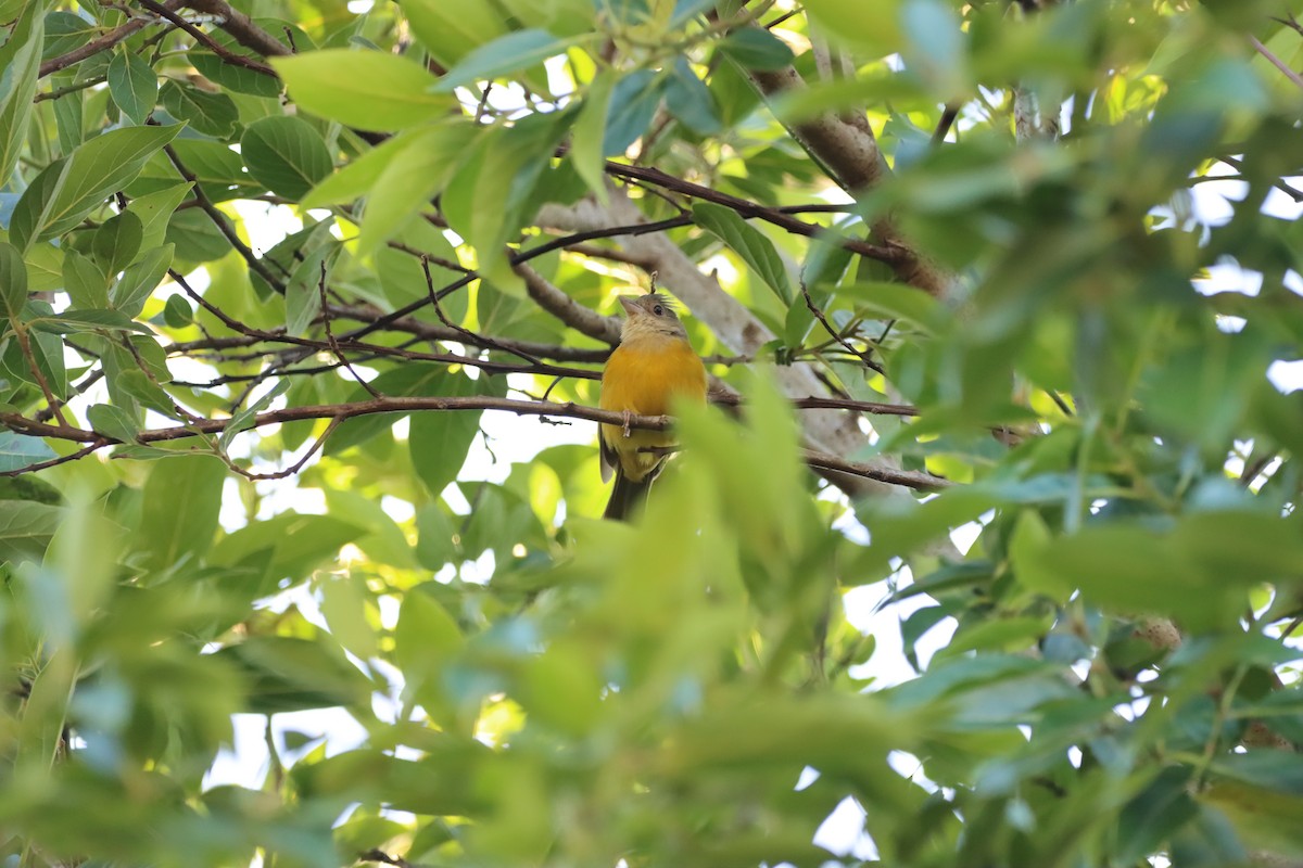Gray-headed Tanager - ML645941230