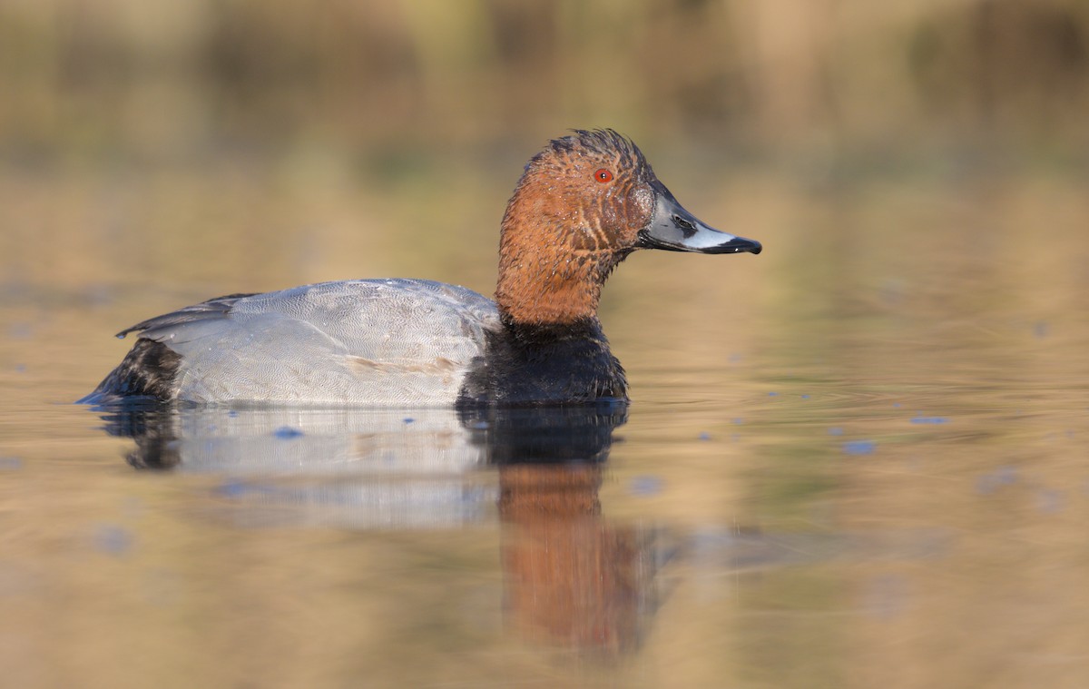 Common Pochard - ML645941232