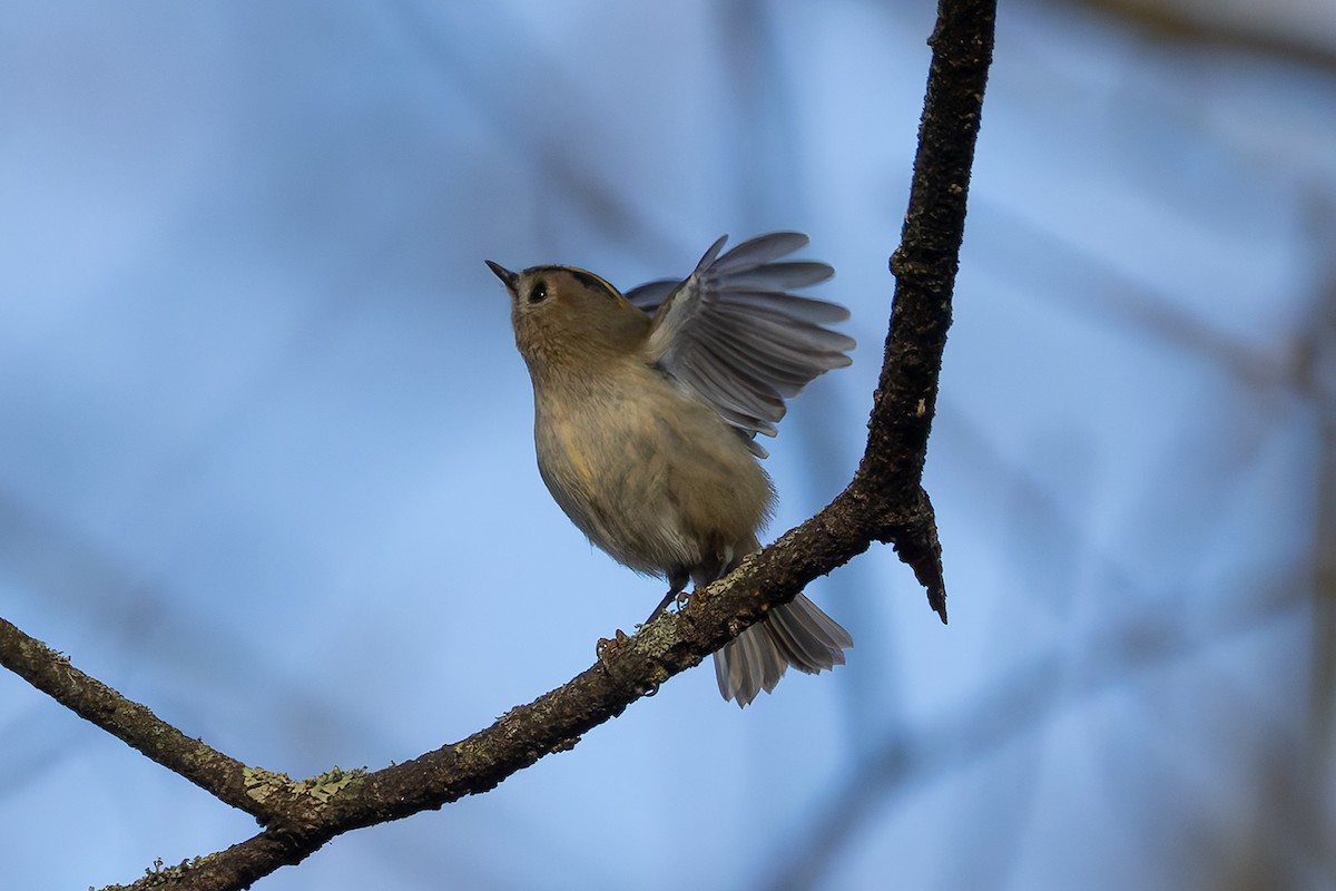 Goldcrest - ML645941235