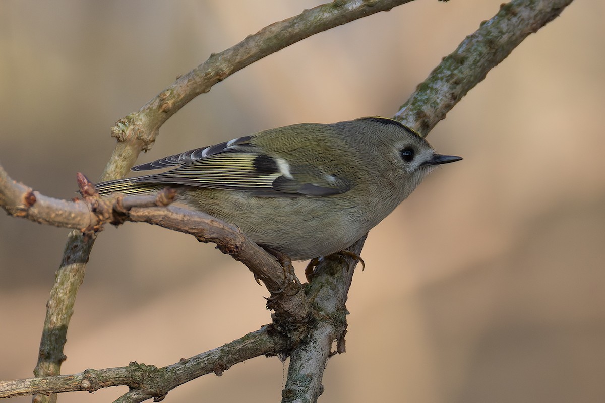 Goldcrest - ML645941236