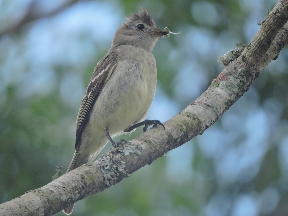 Желтобрюхая эления - ML645941242