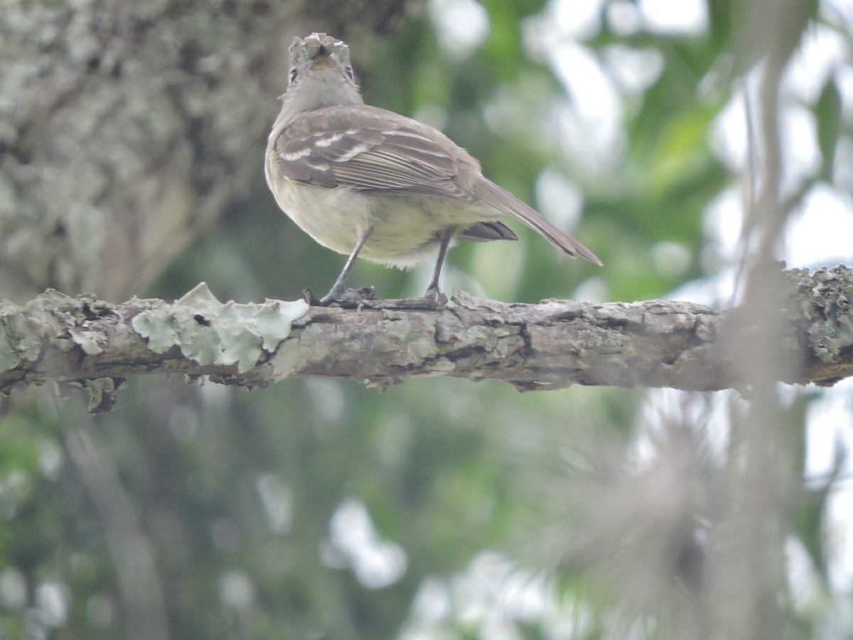 Желтобрюхая эления - ML645941243