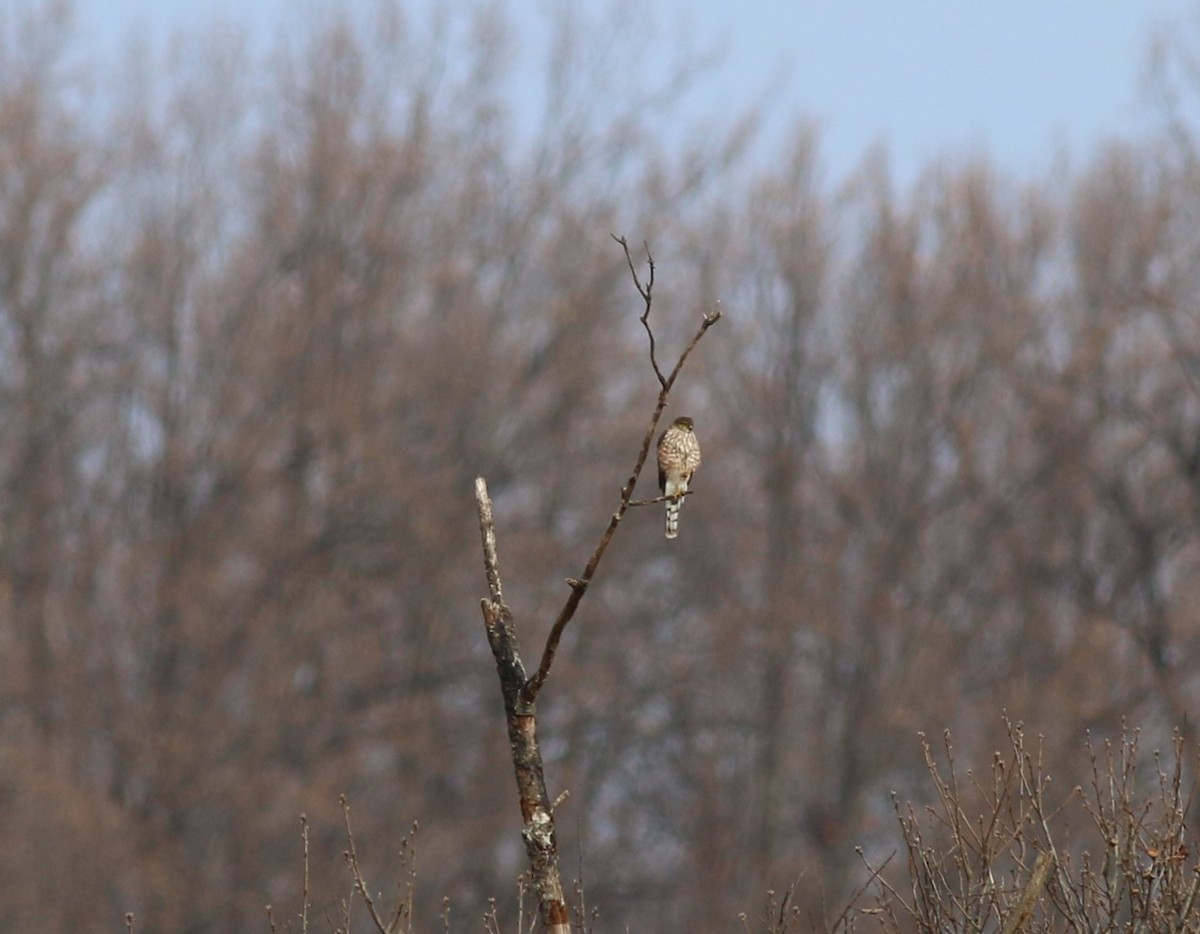 Sharp-shinned Hawk - ML645941253
