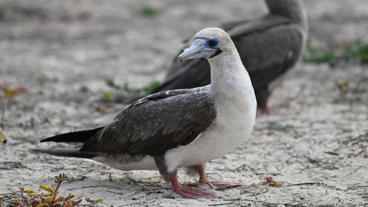 Сула червононога - ML645941256