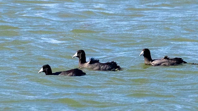 American Coot - ML645941259