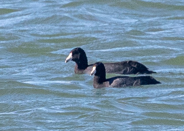 American Coot - ML645941260