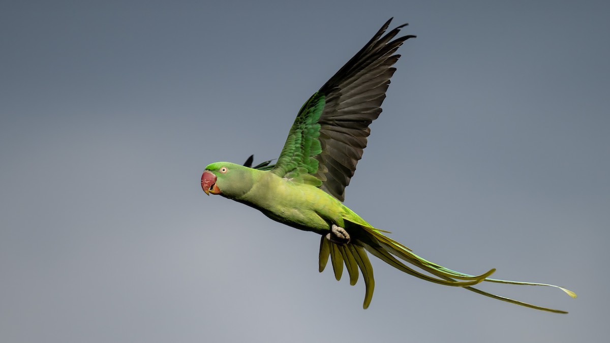 Alexandrine Parakeet - ML645941262