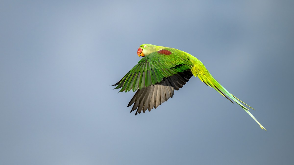 Alexandrine Parakeet - ML645941263
