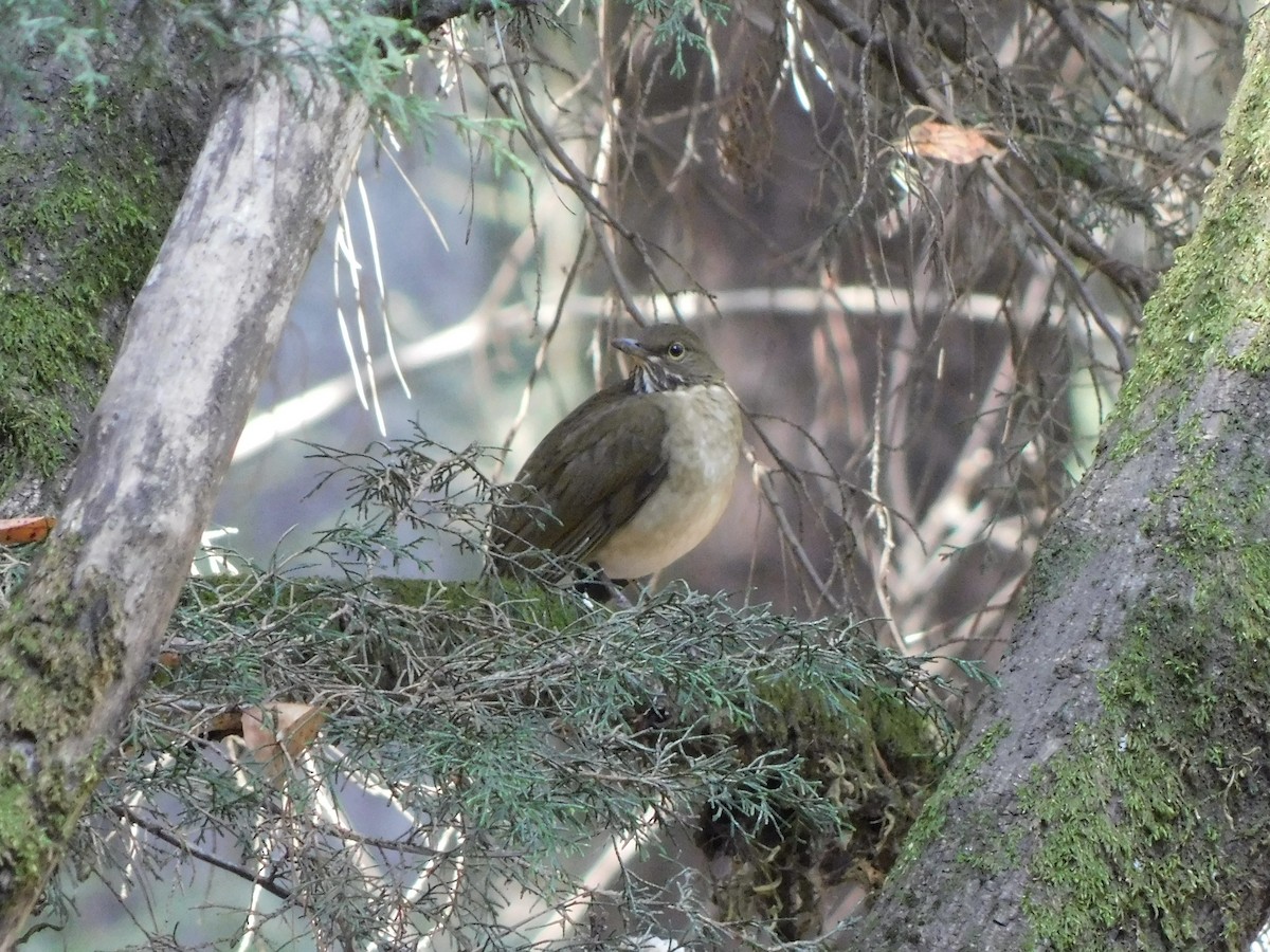 White-throated Thrush - ML645941264