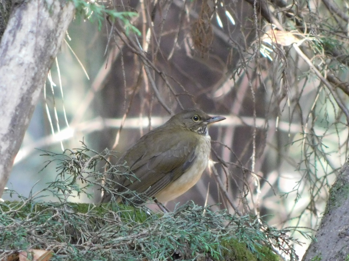 White-throated Thrush - ML645941265