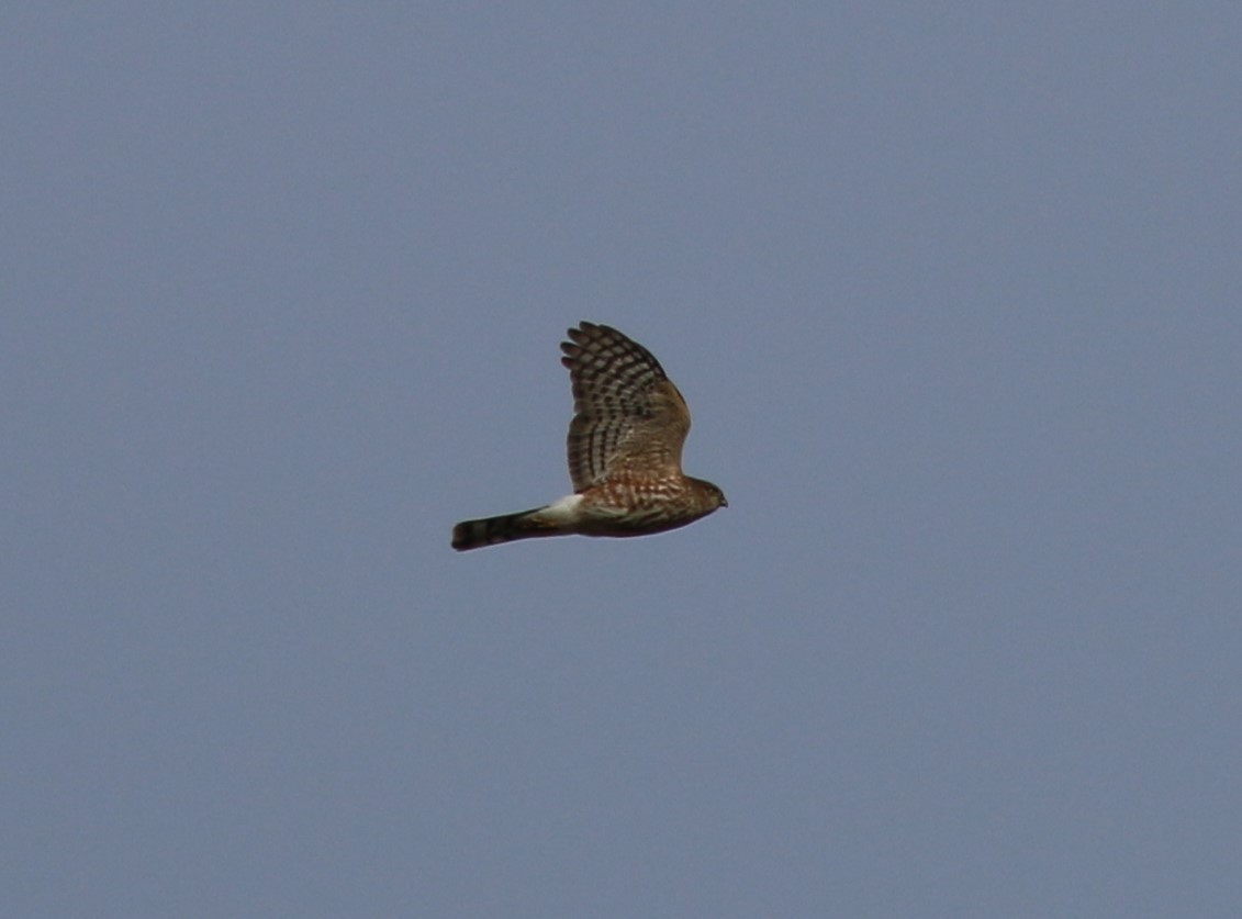 Sharp-shinned Hawk - ML645941268