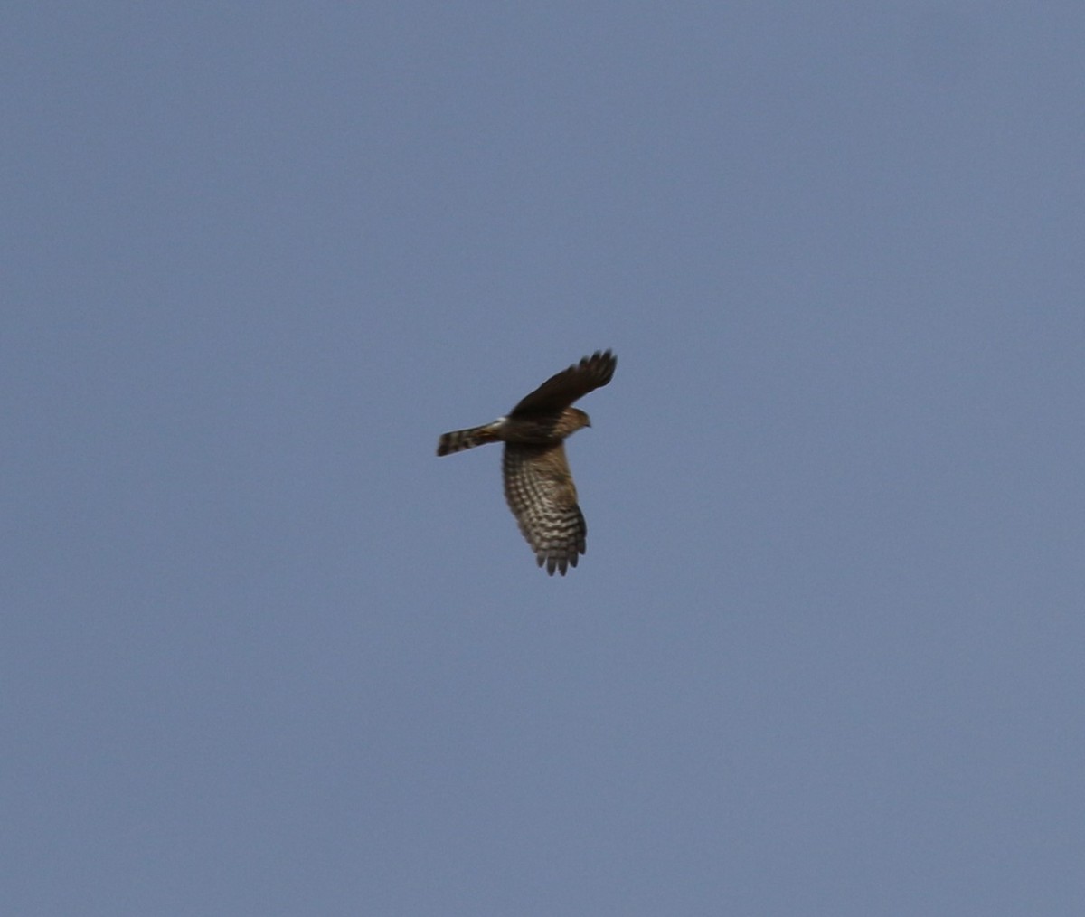Sharp-shinned Hawk - ML645941269