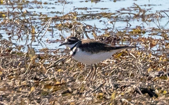 Killdeer - ML645941277