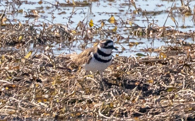 Killdeer - ML645941278