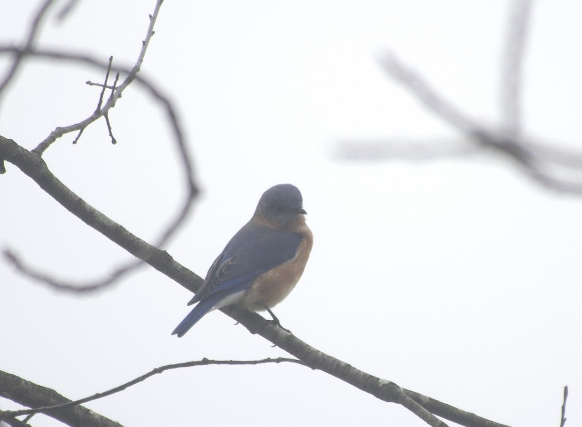 Блакитник східний - ML645941280