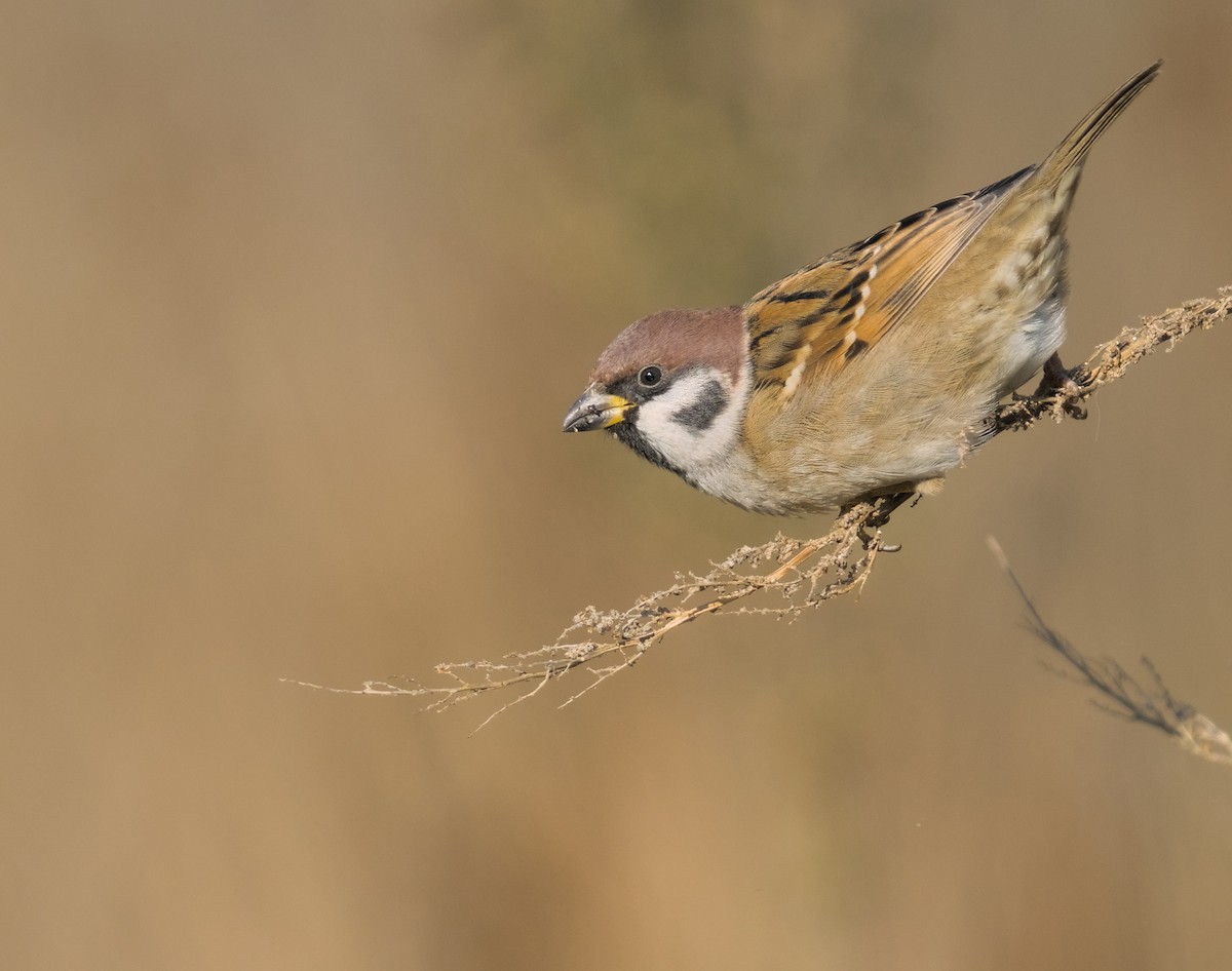 Eurasian Tree Sparrow - ML645941281