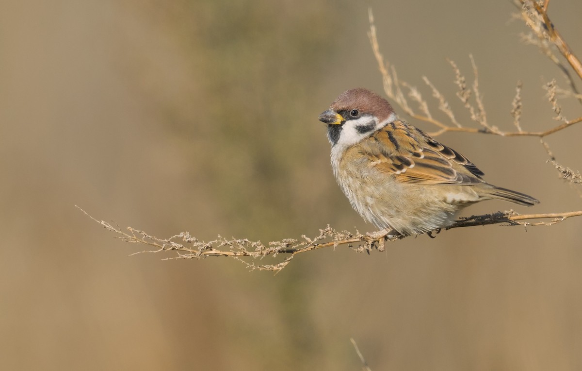 Eurasian Tree Sparrow - ML645941286