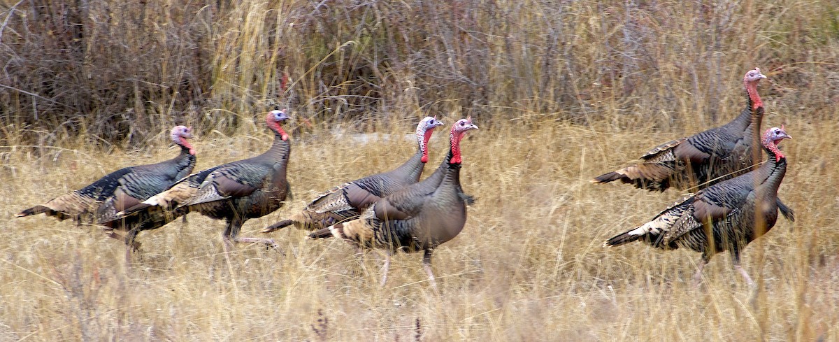 Wild Turkey - ML645941288
