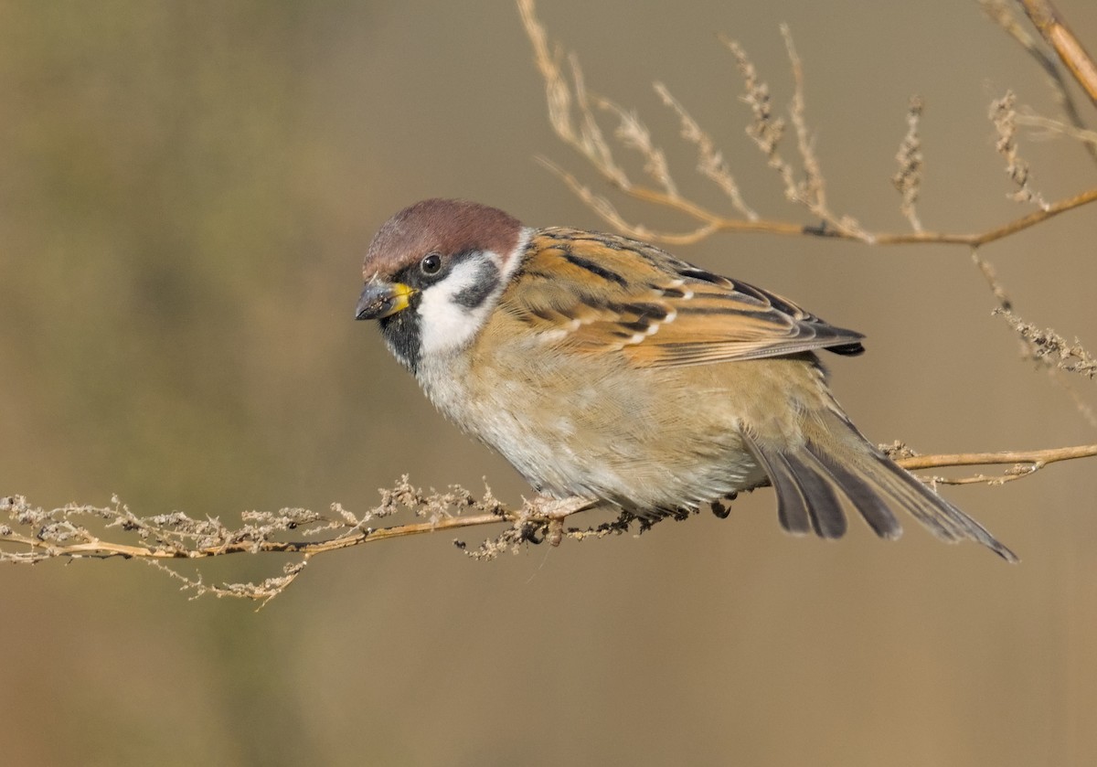 Eurasian Tree Sparrow - ML645941289