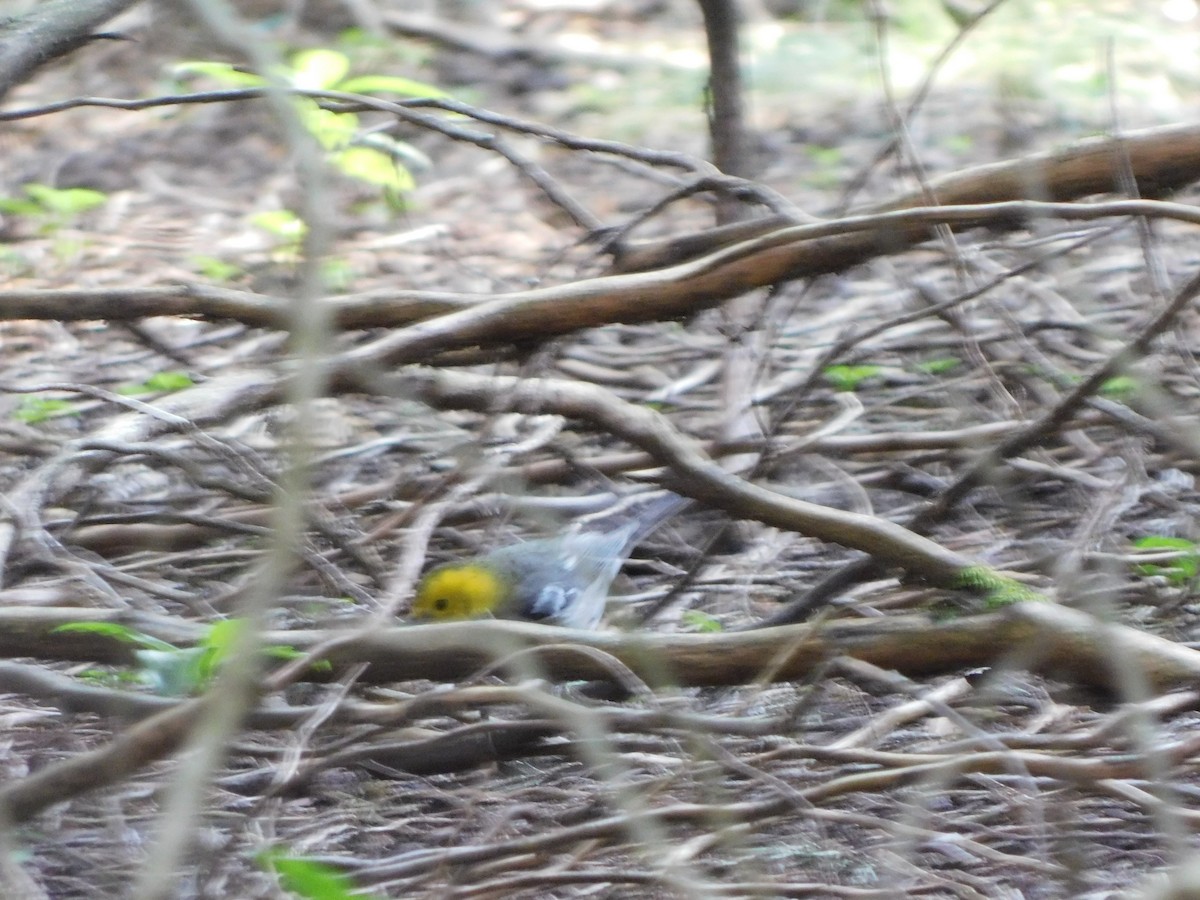 Paruline à tête jaune - ML645941290