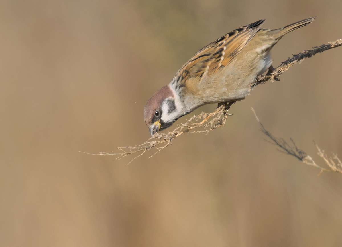 Eurasian Tree Sparrow - ML645941292