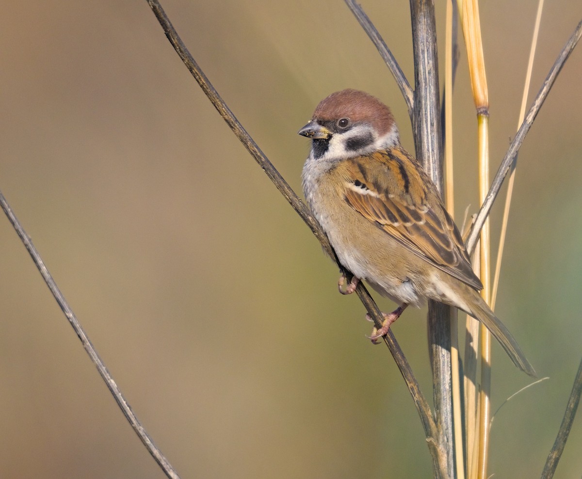 Eurasian Tree Sparrow - ML645941299