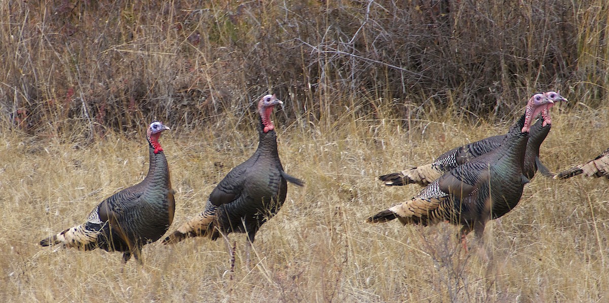 Wild Turkey - ML645941300