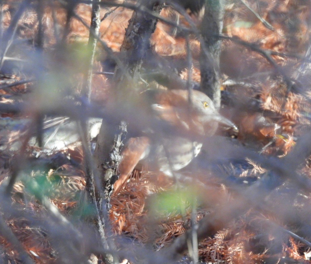 דשוש חום - ML645941301