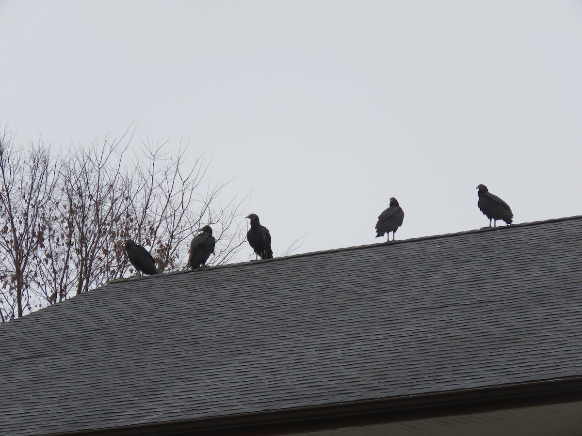 Black Vulture - ML645941303