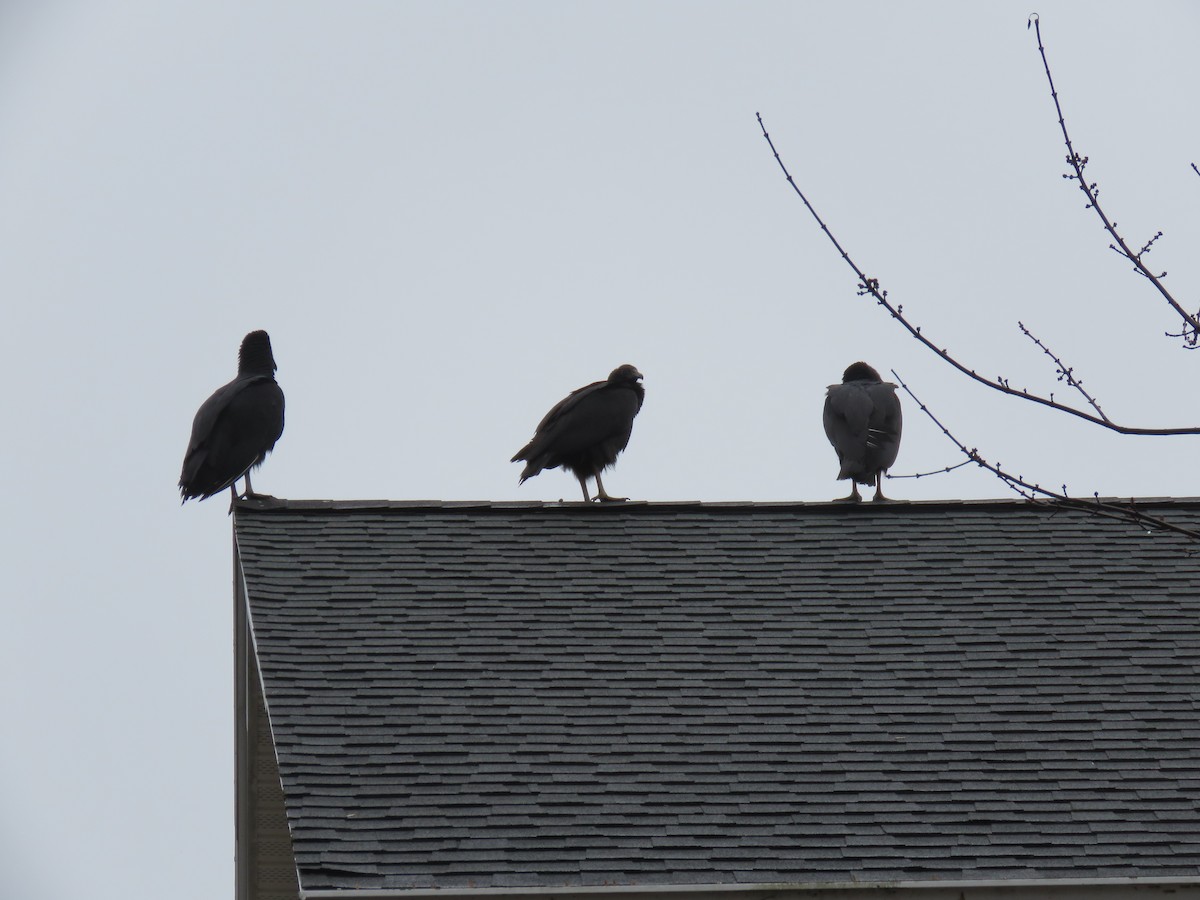 Black Vulture - ML645941306