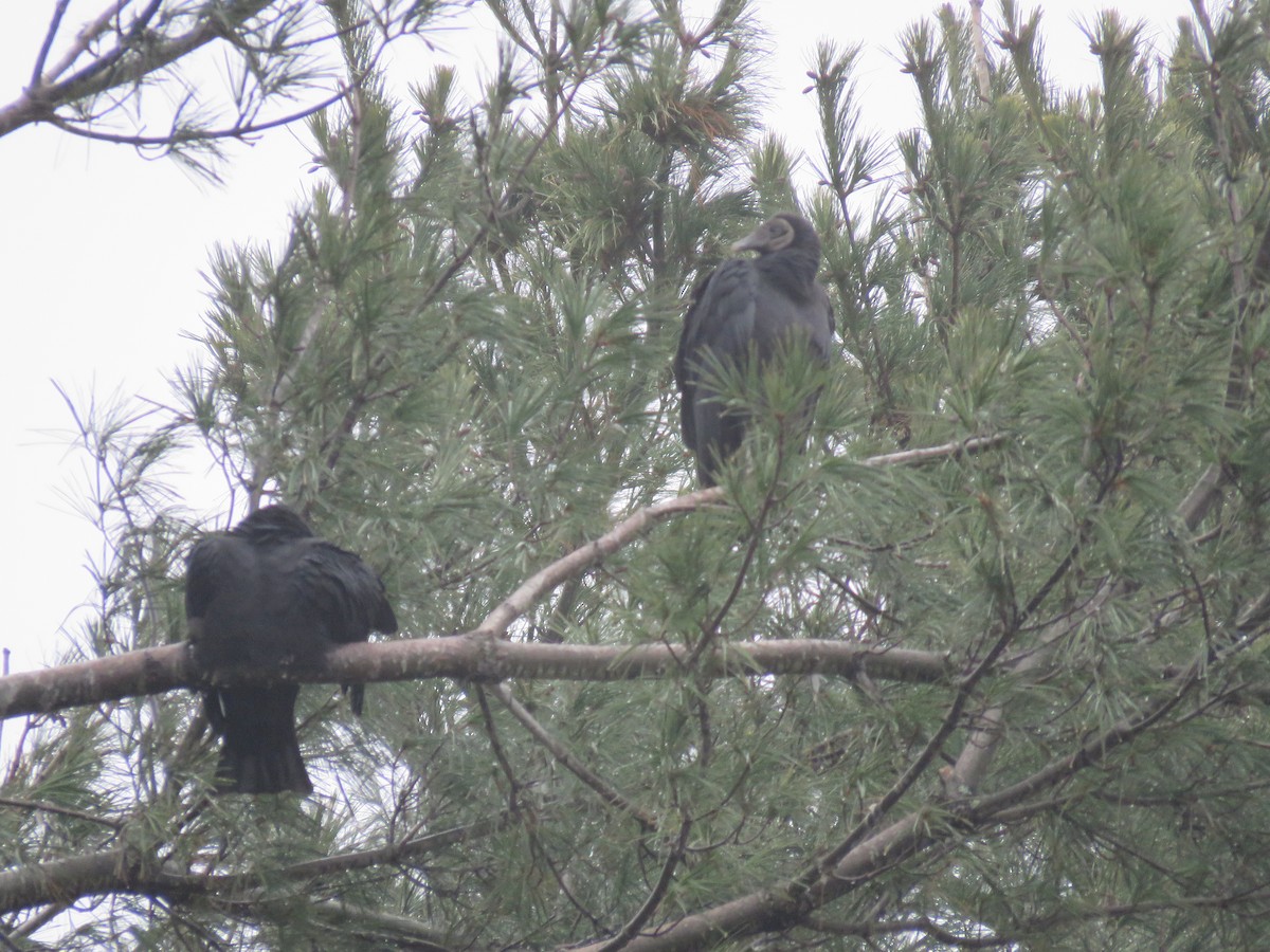 Black Vulture - ML645941307