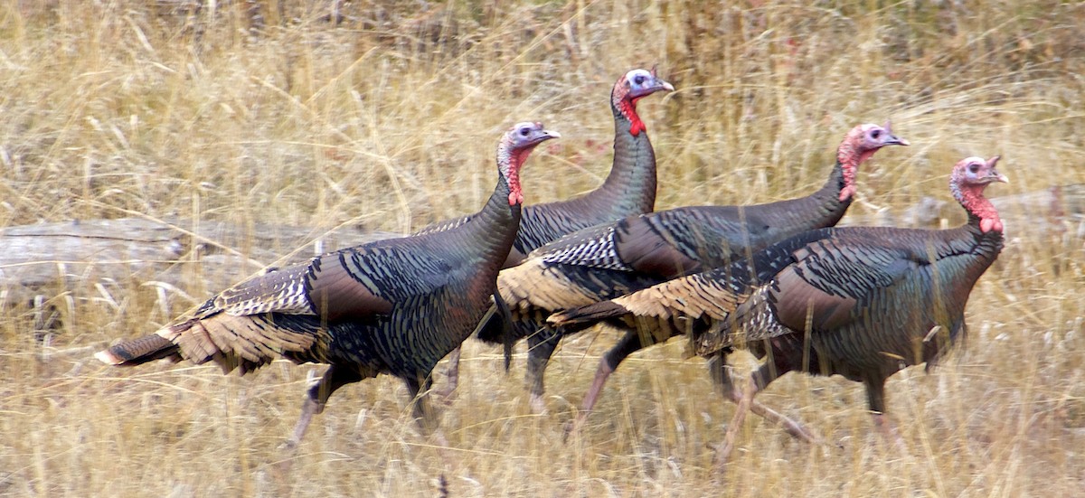 Wild Turkey - ML645941309