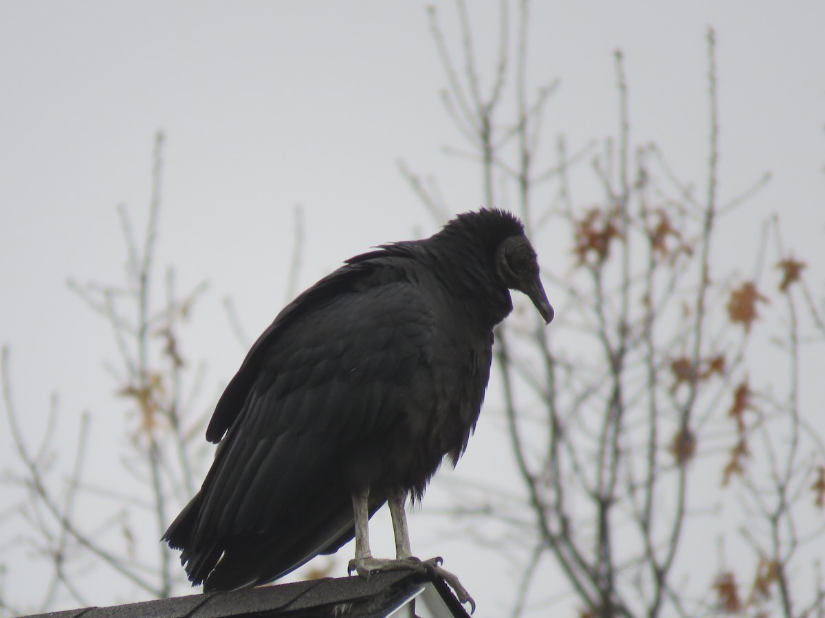 Black Vulture - ML645941310