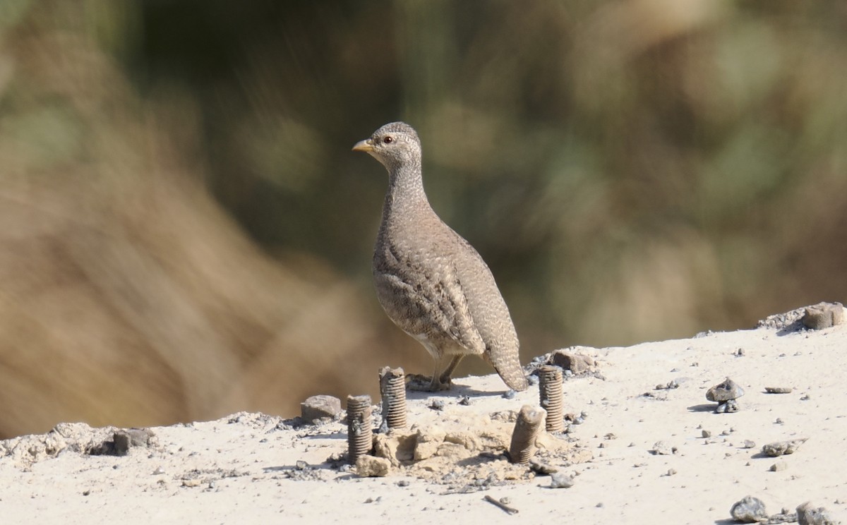 Sand Partridge - ML645941314