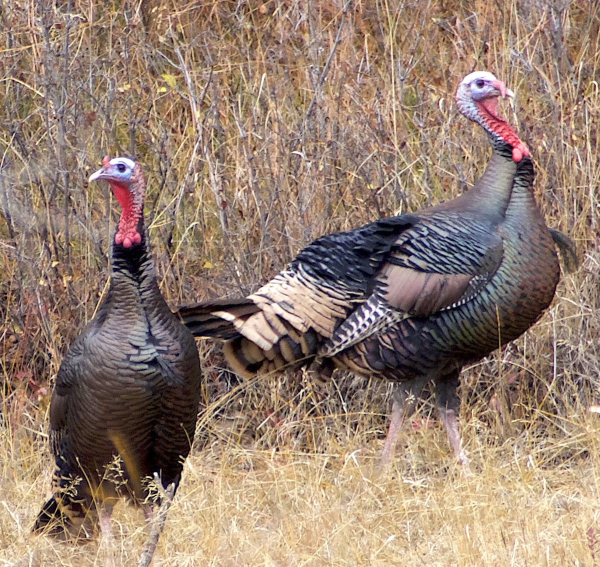 Wild Turkey - ML645941316
