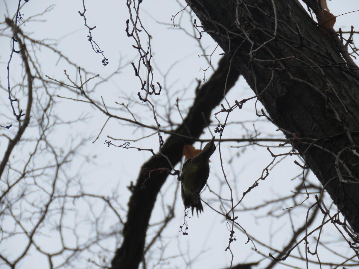 Yellow-bellied Sapsucker - ML645941318