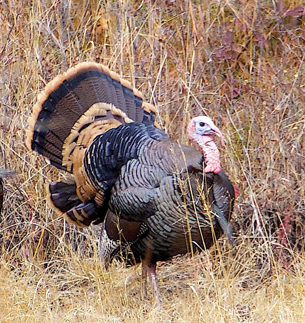 Wild Turkey - ML645941322