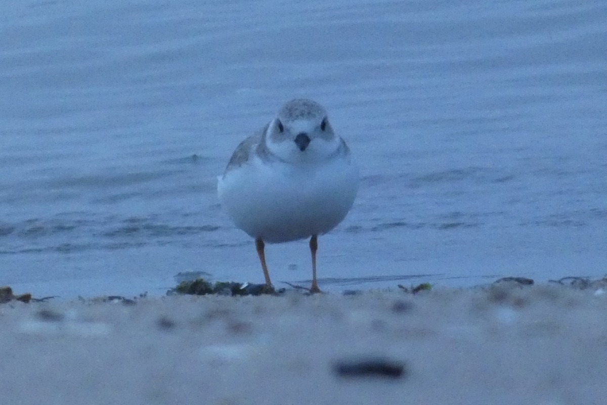 Piping Plover - ML645941335