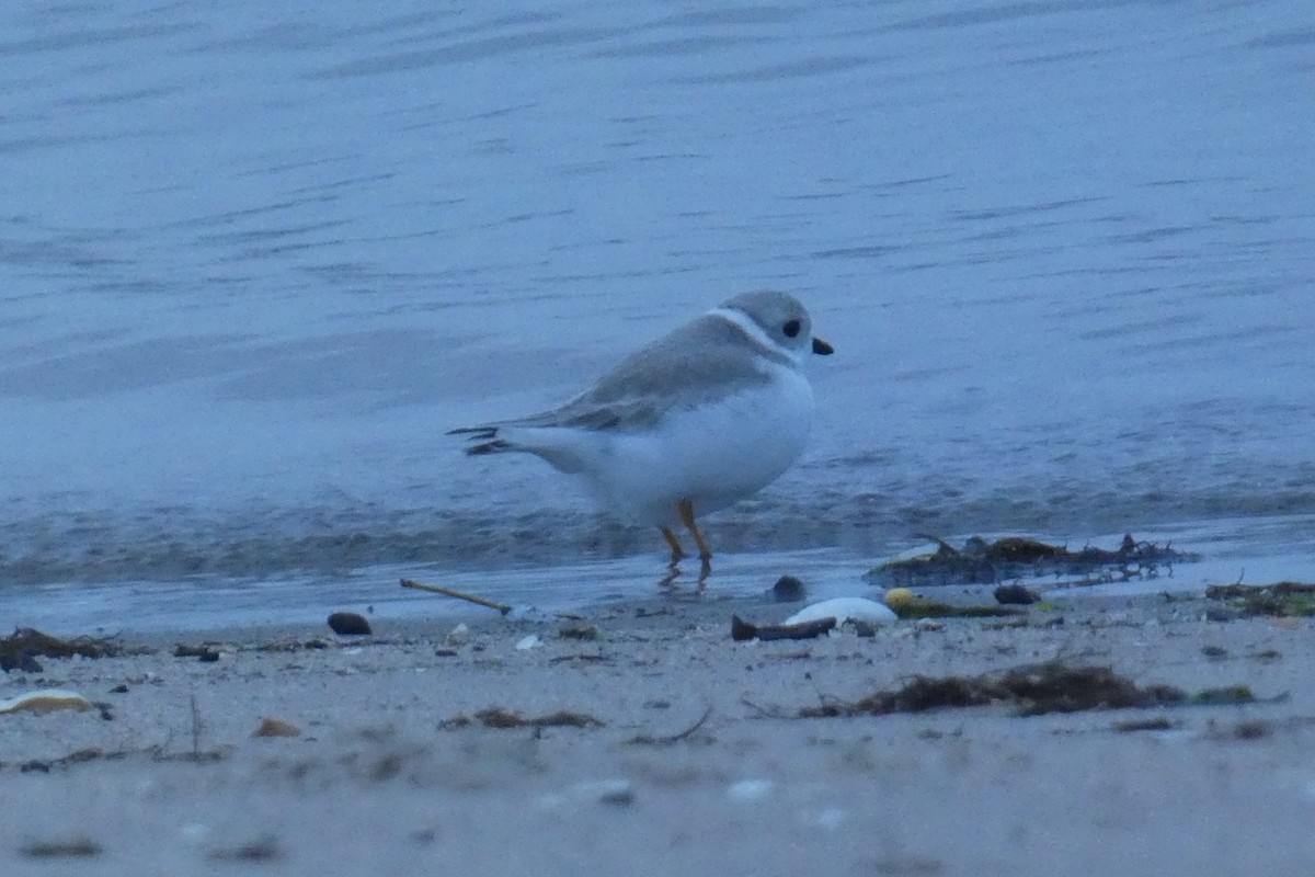 Piping Plover - ML645941336