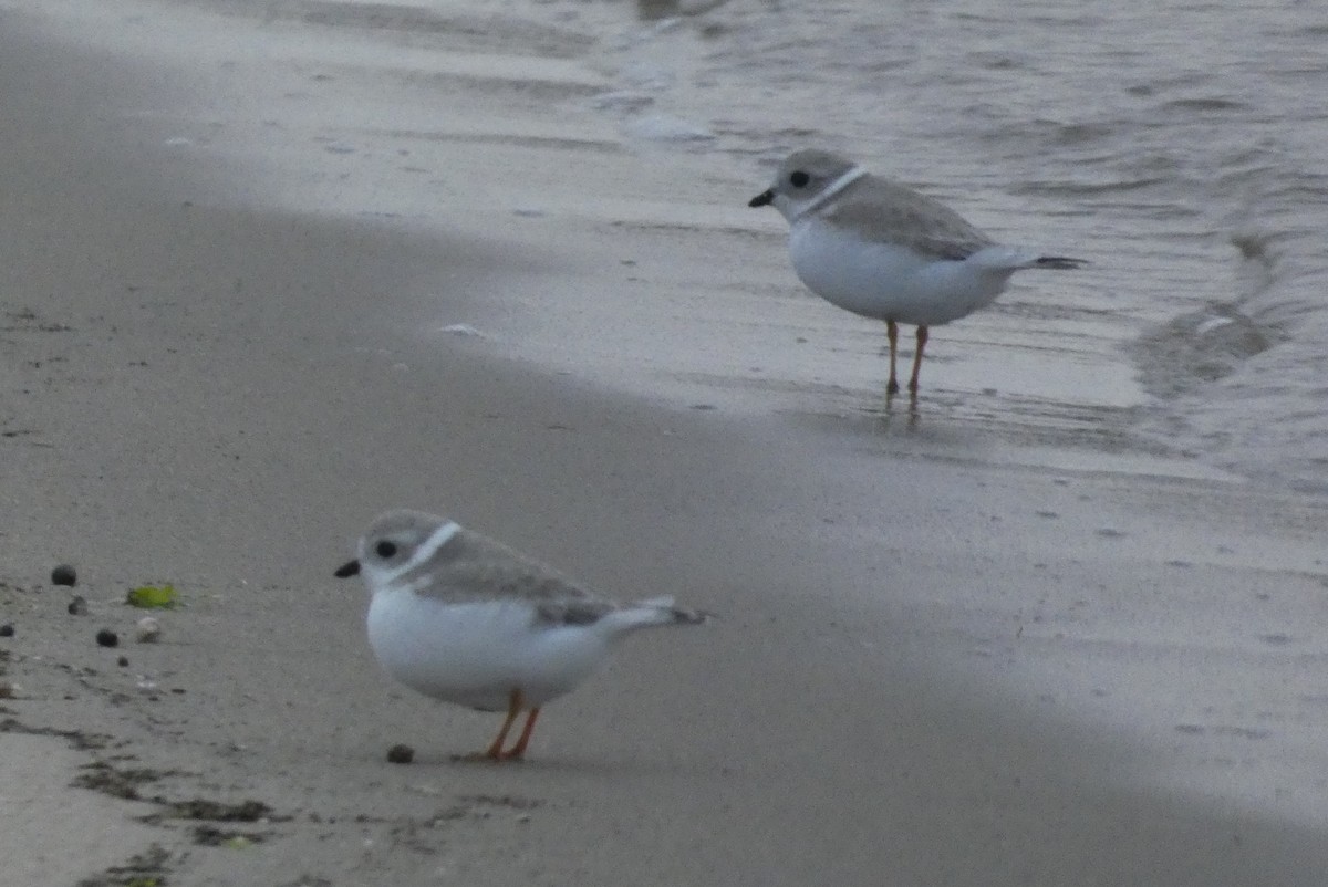 Piping Plover - ML645941337
