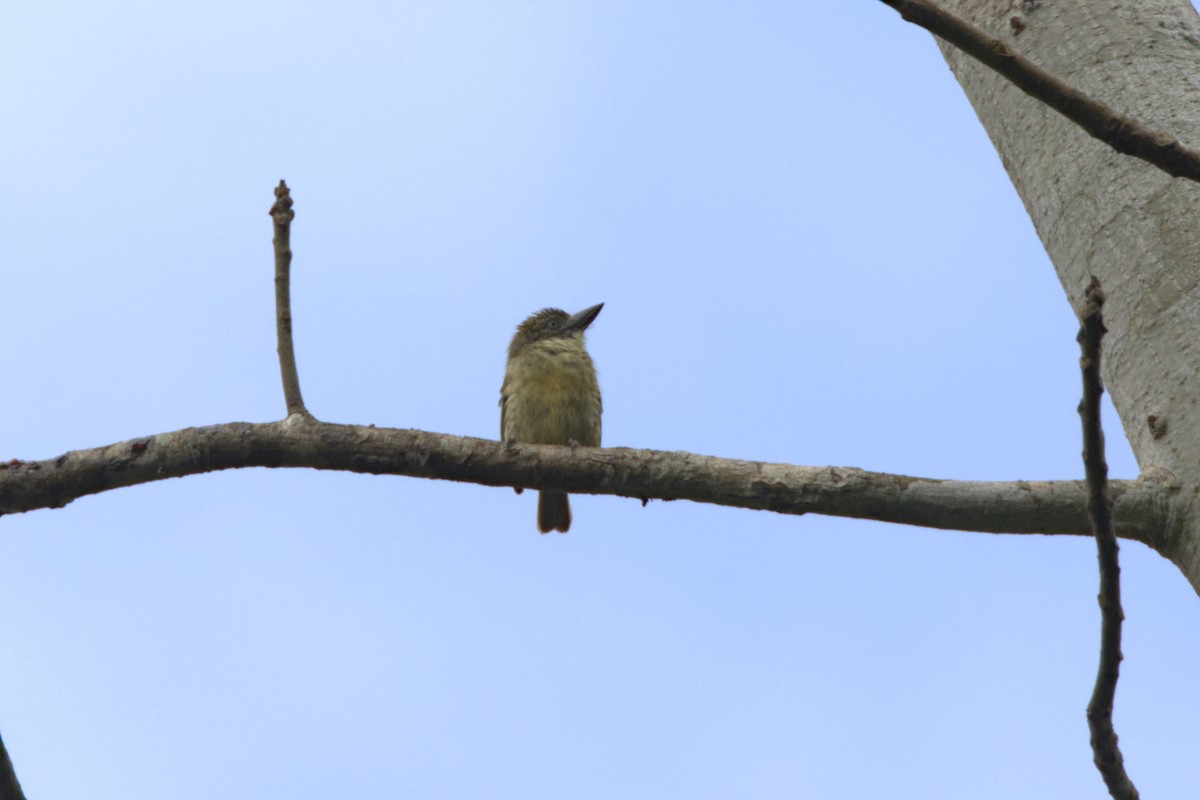 Barbudito Escolopáceo - ML645941342