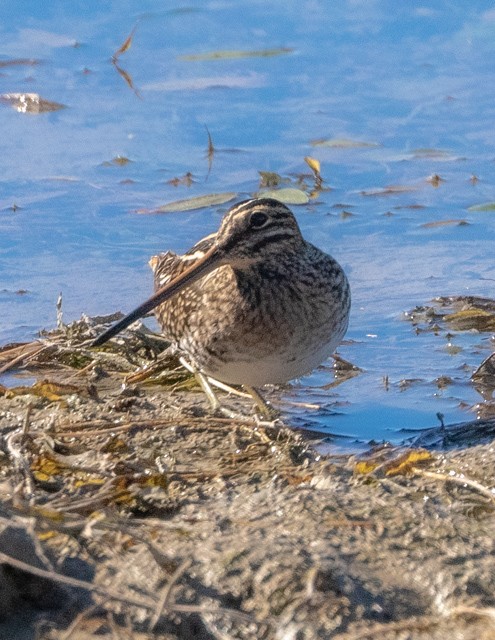 Wilson's Snipe - ML645941346