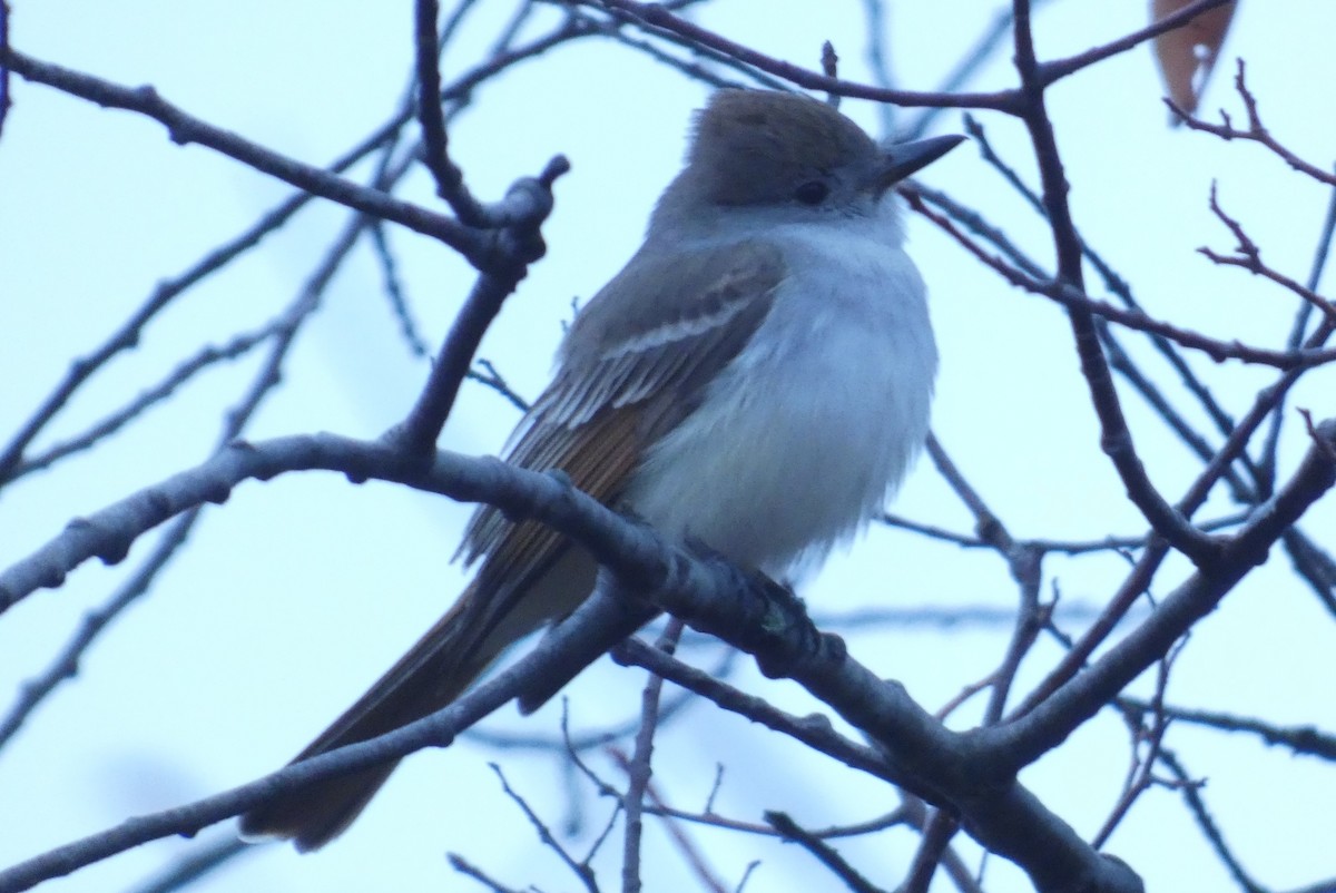 Ash-throated Flycatcher - ML645941347