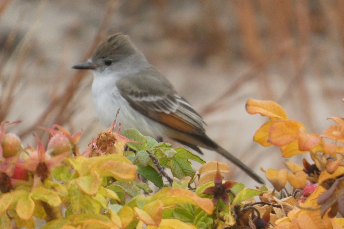 Ash-throated Flycatcher - ML645941348