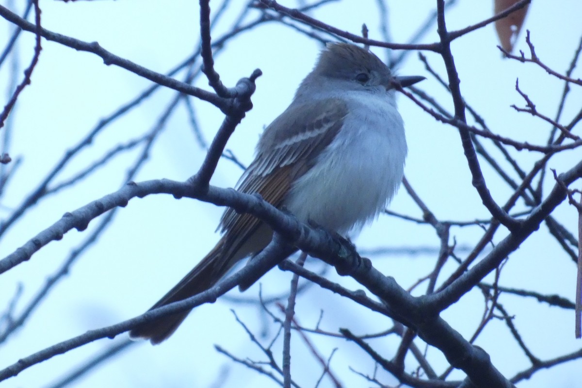 Ash-throated Flycatcher - ML645941349